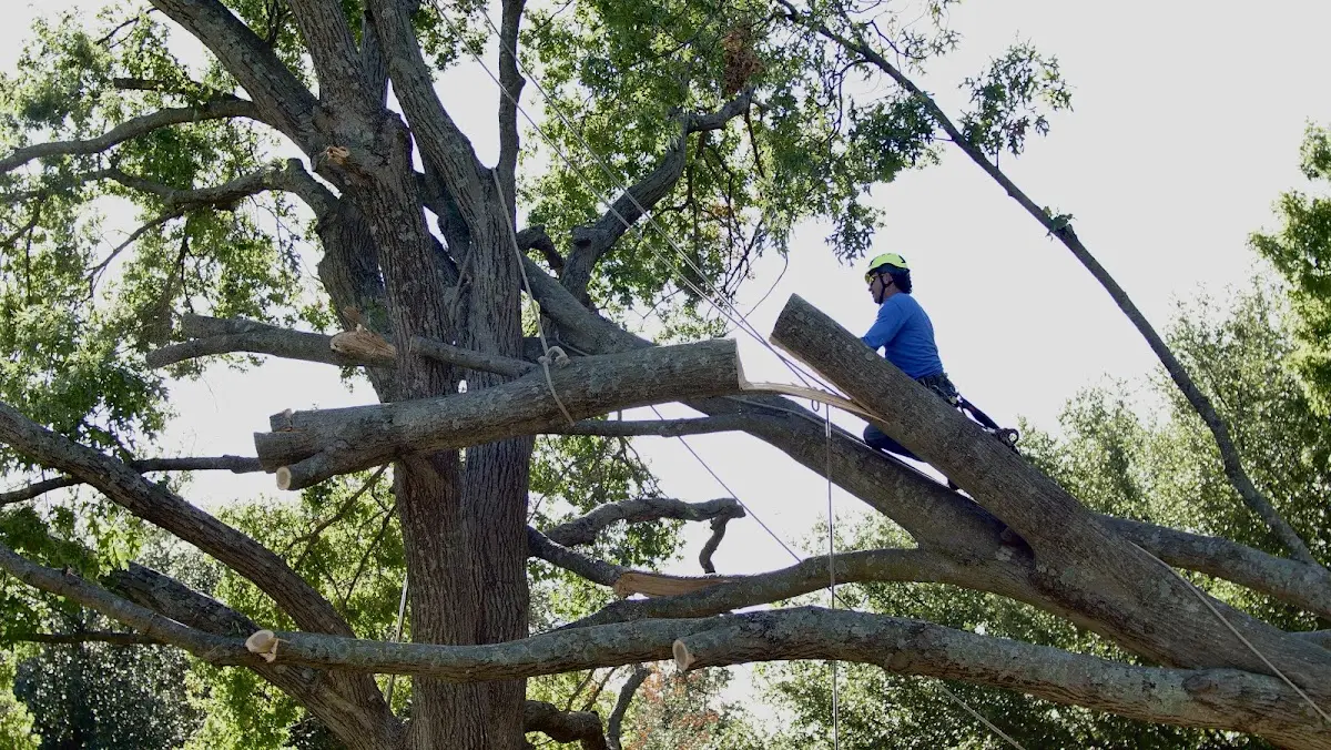 Professional Hazardous Tree Removal performed by certified arborists in Brinkhaven